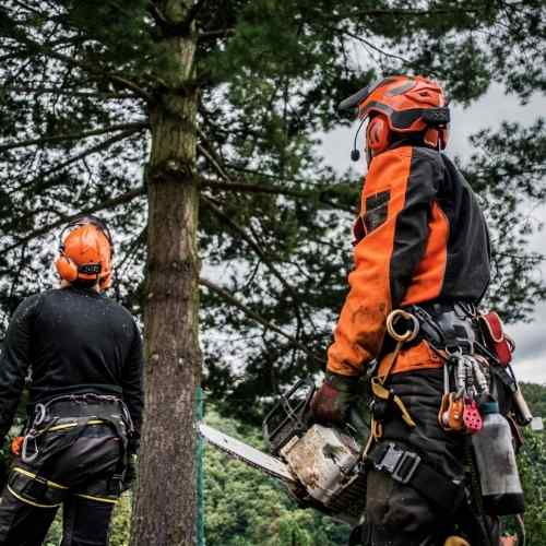 5 Tips For Hiring A Professional Tree Removal Company In Geelong 1 tree service manifold heights